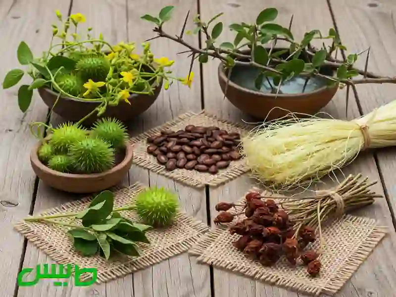 100 گیاه قوی برای پودر کردن سنگ کلیه و مثانه