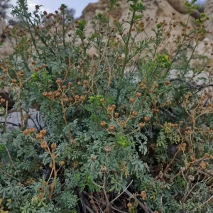 برگ سداب فیجن