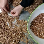 جداسازی مغز از پوسته‌ها