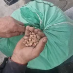 جمع‌آوری بادام از کوهستان