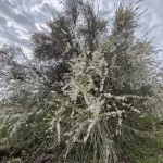 شکوفه‌های درخت بادام کوهی