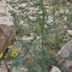 گل سداب فیجن