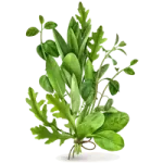 ترکیبات گیاهی